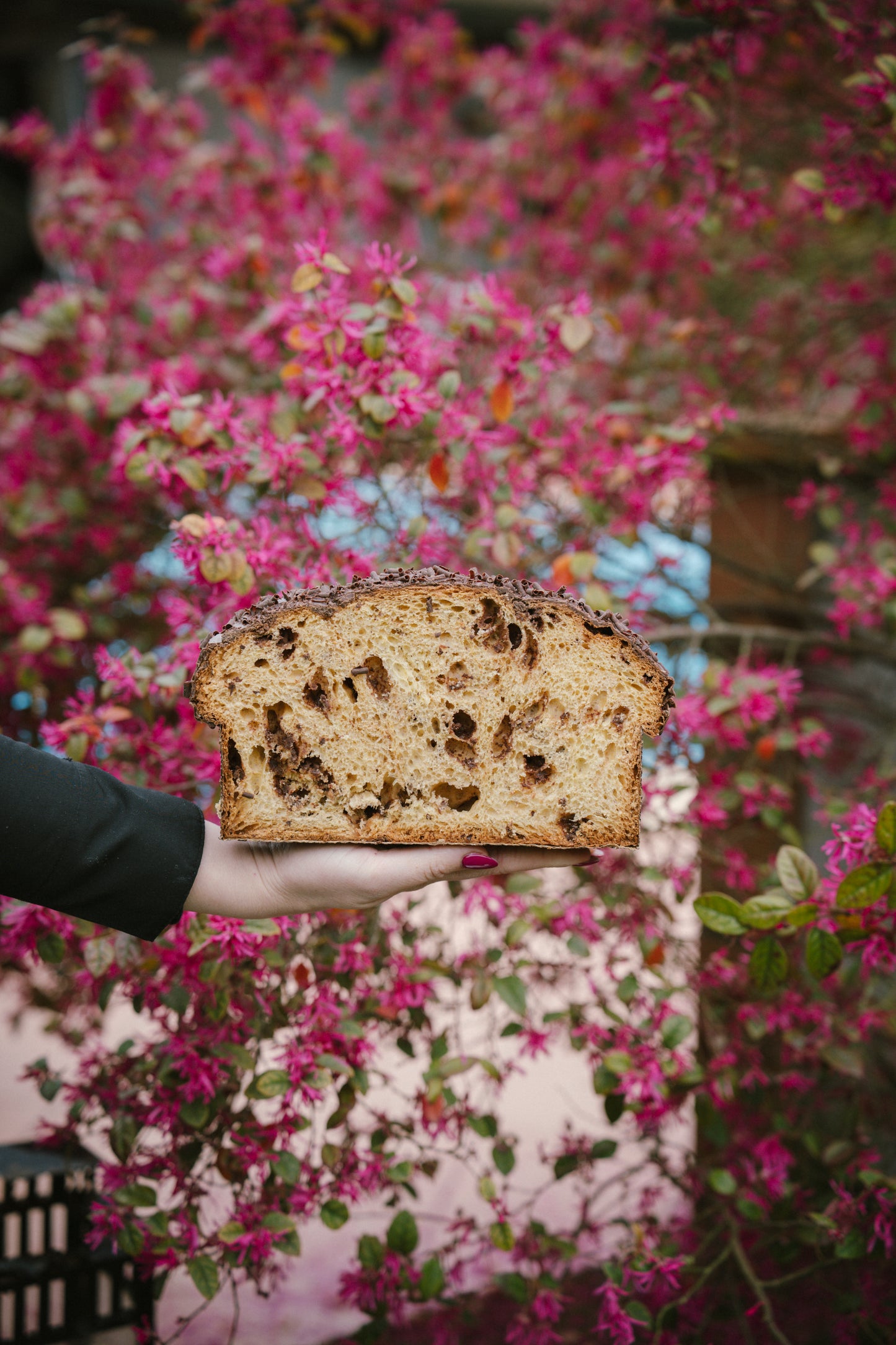 Colomba Cioccolato