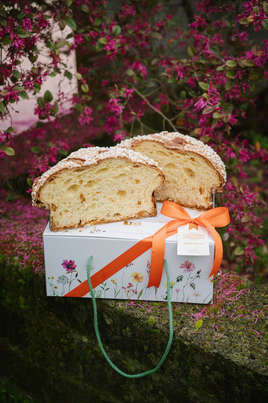Colomba Albicocca